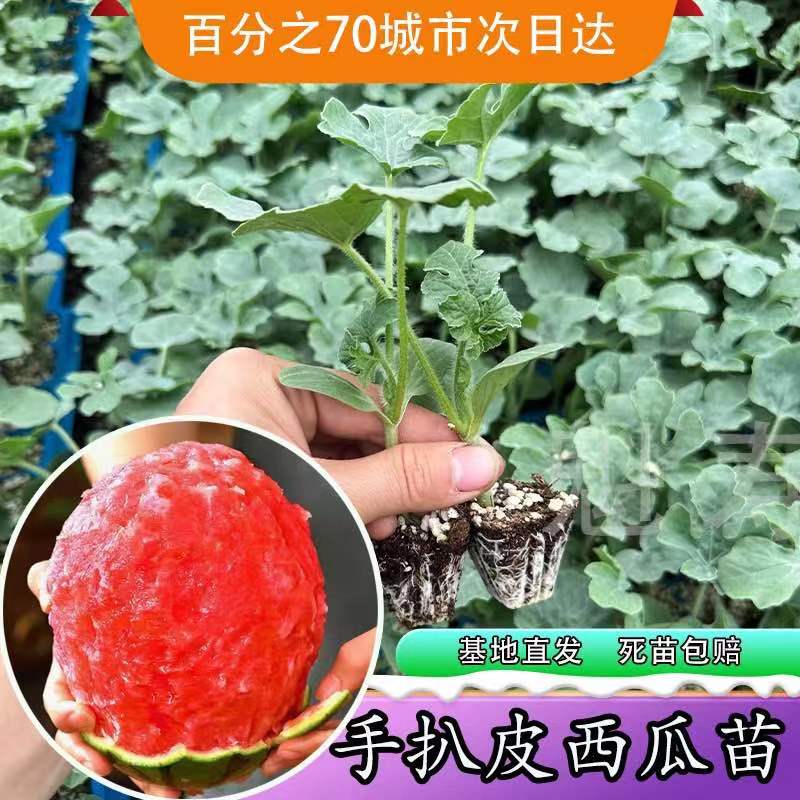 手扒皮西瓜苗秧带土球四季春秋盆栽8424冰糖麒麟甜王懒汉西瓜种子 - 图0