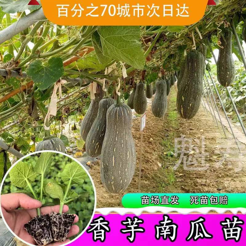 广东香芋南瓜苗正宗芋头甜南瓜种苗早熟春秋浓香南爪种籽蔬菜种苗 - 图2