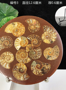 天然切片菊石玉化海螺盘奇化石观赏收藏礼品招财转运家居办公摆件