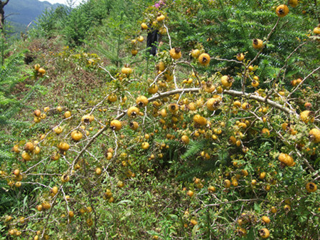 贵州野生刺梨根中药材 新晒茨藜根干货泡酒药材野刺梨根泡水500克