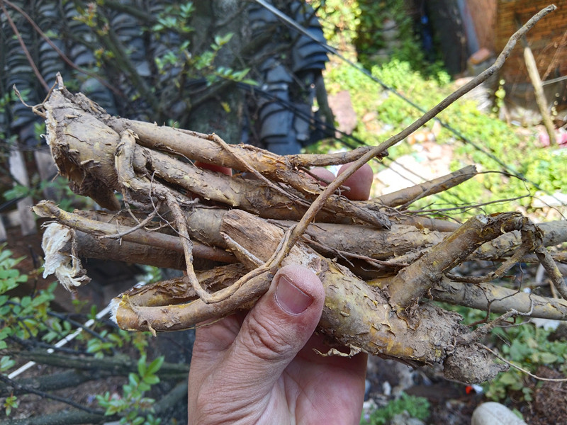 贵州新鲜苦参根全根湿货 中药材山槐根地参祛湿止痒草药泡澡500克 - 图0