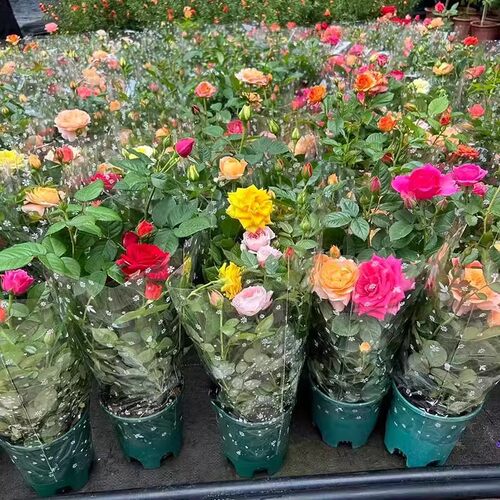 玫瑰花盆栽带花苞多色花苗室内鲜花植物好养阳台月季花卉四季花开 - 图2