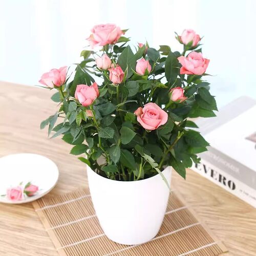 玫瑰花盆栽带花苞多色花苗室内鲜花植物好养阳台月季花卉四季花开 - 图0