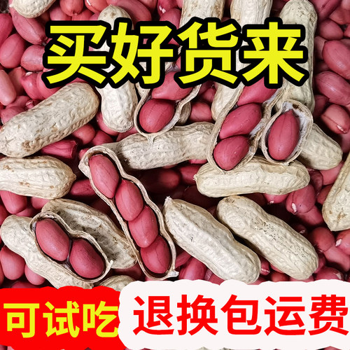 小孟  红皮花生2025新货米衣炒货熟生花生带壳新鲜晒干生的原味 - 图2