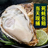 Packed with fresh Rushan oysters, fresh oysters, extra large meaty oysters, 10 pounds of shellfish, seafood, sashimi, SF