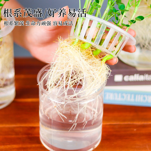 学生儿童幼儿园水培花生植物角发芽盒种植材作业观察科学实验盆栽 - 图3