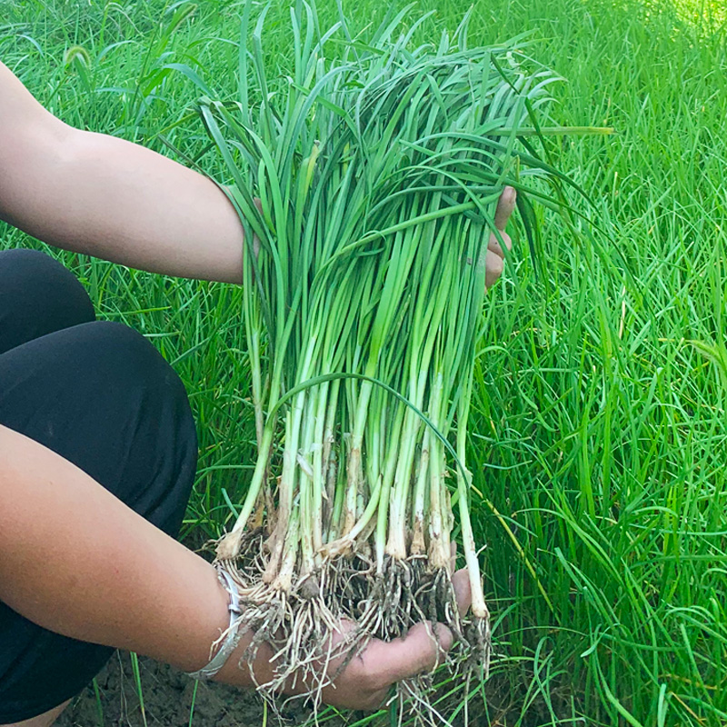 农家土韭菜根苗紫根现挖种籽四季宽叶盆栽阳台细小叶种植蔬菜苗-图1