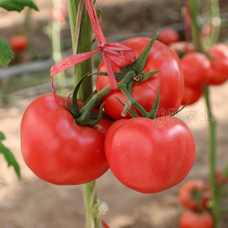 番茄种子番茄苗瀑布番茄水果番茄苗阳台盆栽蔬菜 - 图3