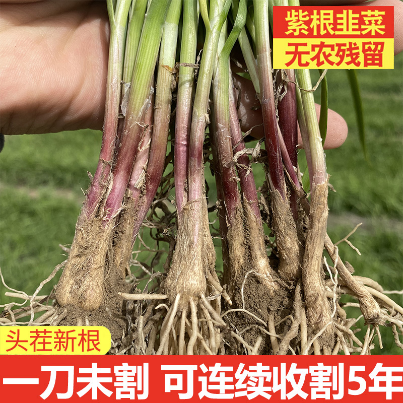 农家土韭菜根苗紫根现挖种籽四季宽叶盆栽阳台细小叶种植蔬菜苗-图3