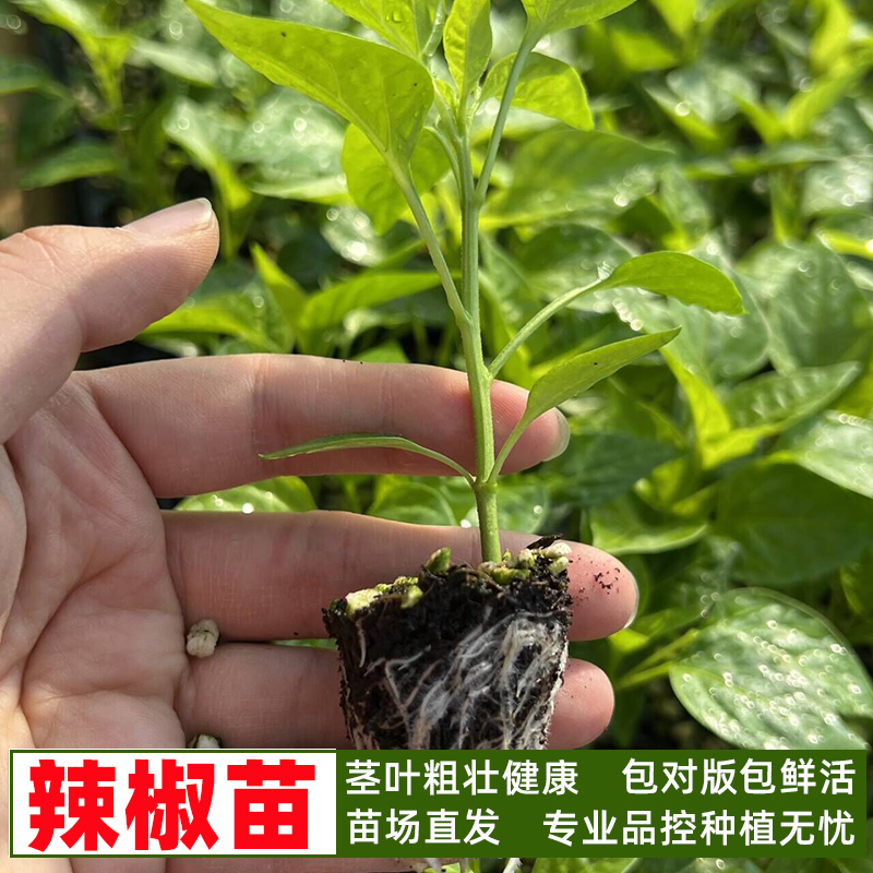 各种辣椒苗 蔬菜幼苗菜苗杭椒线椒红辣椒小米螺丝椒泡椒彩椒种苗 - 图1