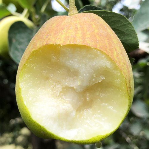 正宗新疆库尔勒香梨皮薄多汁化渣脆甜自然熟黄果发货红香酥梨实惠 - 图0