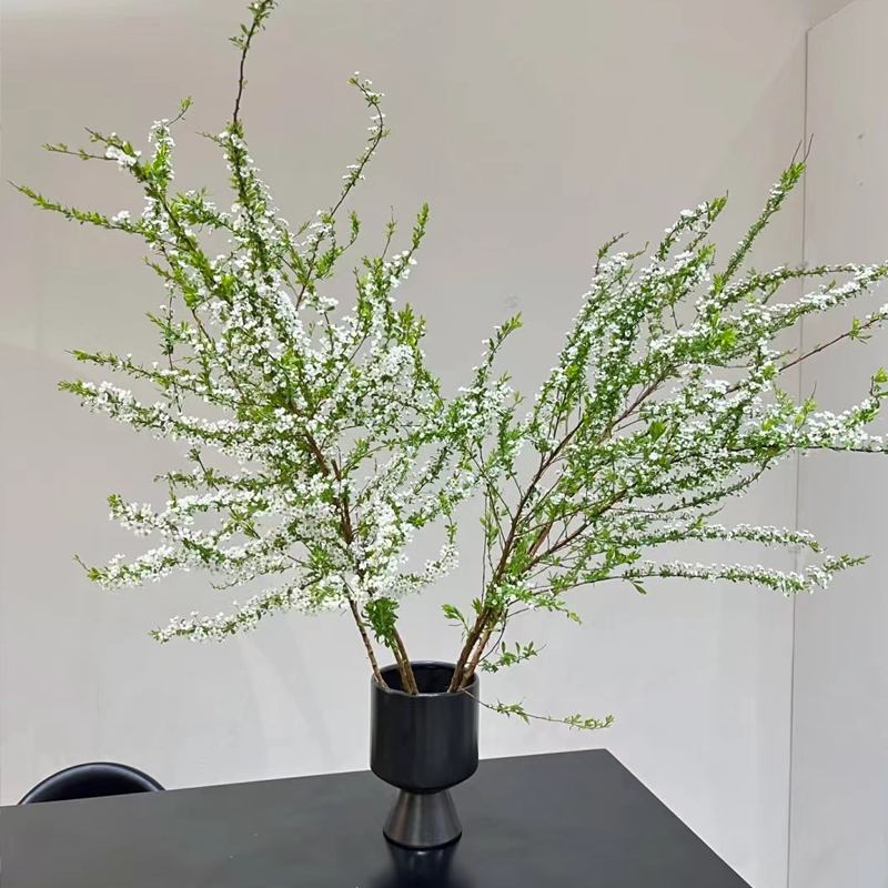 云南干枝雪柳白色花不含盆綠植物室內鮮花水養開花卉龍柳盆栽插花_源生鮮旗艦店_鮮花速遞/花卉仿真/綠植園藝