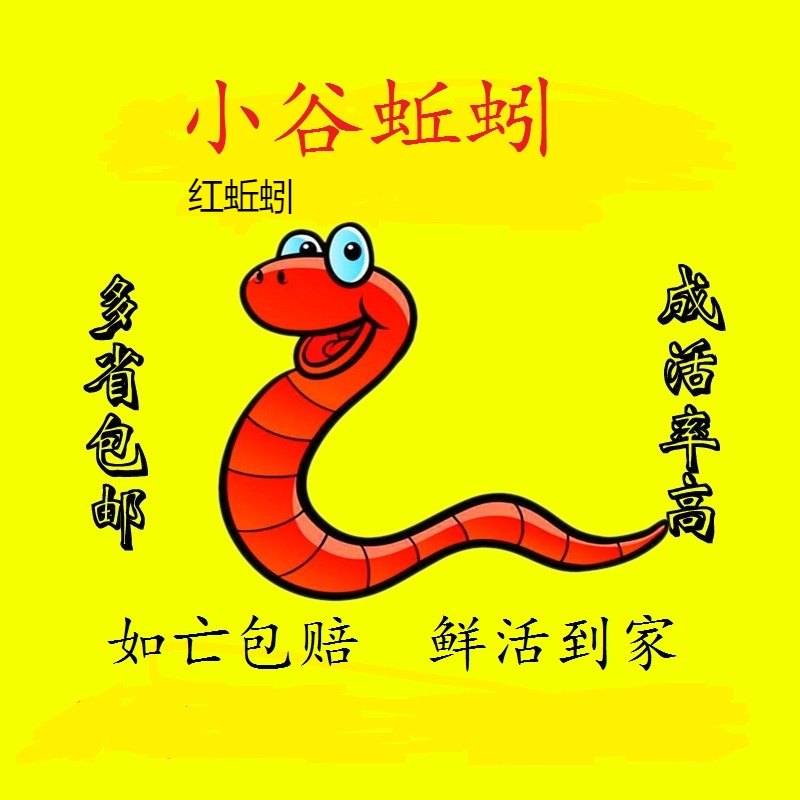 蚯蚓活体盒装红蚯蚓种苗钓鱼垂钓龟鱼饵鲫鱼野钓小药饵料散装包活,淘宝优惠券,粉丝福利购,淘宝优惠卷