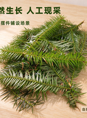 新鲜杉树叶平方手工场景布置材料