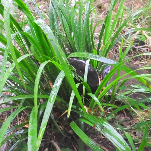 贵州 山奈 五香草 茴香菖蒲山赖随手香三奈 山萘去腥香料带根盆栽 - 图2