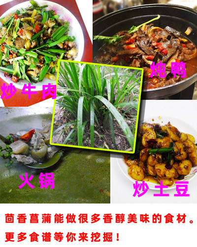 贵州 山奈 五香草 茴香菖蒲山赖随手香三奈 山萘去腥香料带根盆栽 - 图1