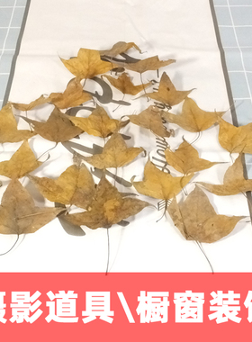 干枫树叶落叶标本装饰拍摄道具