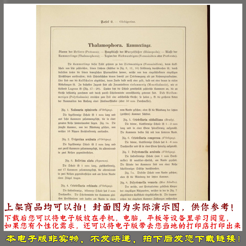 自然界的艺术形态 2册.By Ernst Haeckel.德文版.超清图版.1904年 - 图1