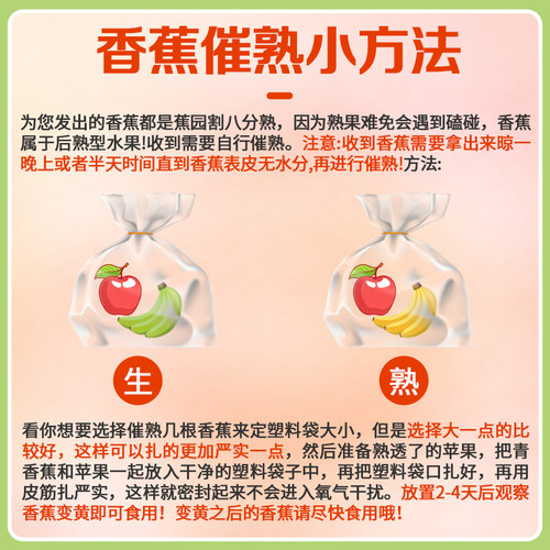 云南新鲜甜糯高山香蕉新鲜水果现摘芭蕉小米青香焦绿批发整箱包邮 - 图0