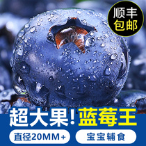 Peruvian Fresh Blueberries When Season Fruits Blue Plum Fresh Fruit Alpine Pleasant Red Berry Whole Box Pregnant Woman Great Jam