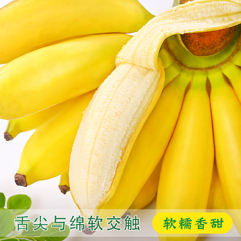 广西小米蕉10斤新鲜水果包邮现摘小香芭蕉苹果蕉甜香蕉整箱自然熟