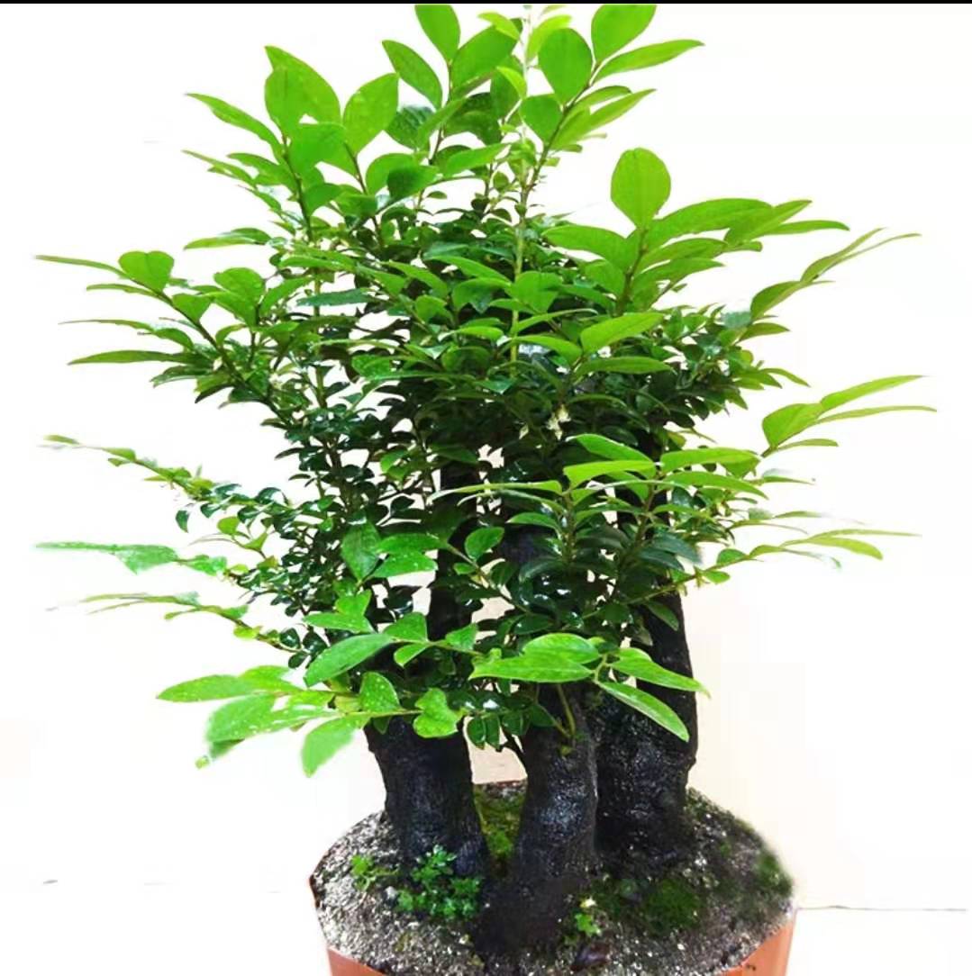 小叶紫檀盆景老桩树苗植物盆栽室内外办公桌网红绿植 小叶紫檀盆景老桩树苗植物盆栽室内外办公桌网红绿植