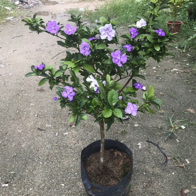 鸳鸯双色茉莉虎头茉莉盆栽阳台客厅庭院浓香型植物四季开花易种活-图1