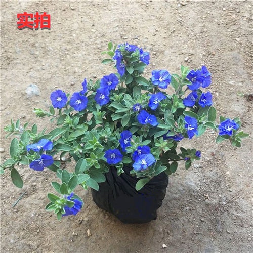 四季开花全年 蓝星花 美洲新品种 耐热阳台花卉 容易养的观花盆栽 - 图2