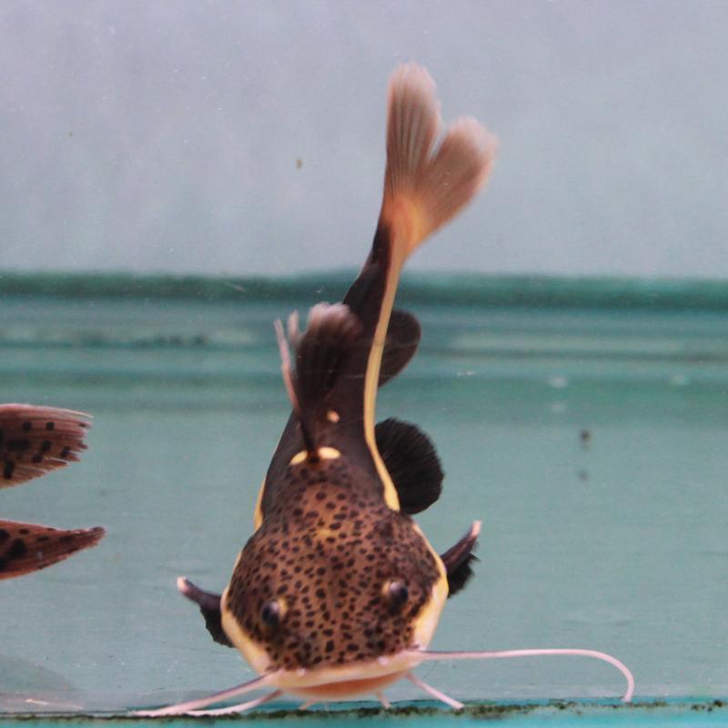 招财猫鱼活鱼中大型热带鱼红尾鲶黄金招猫红尾招财猫鱼底层观赏鱼 - 图0