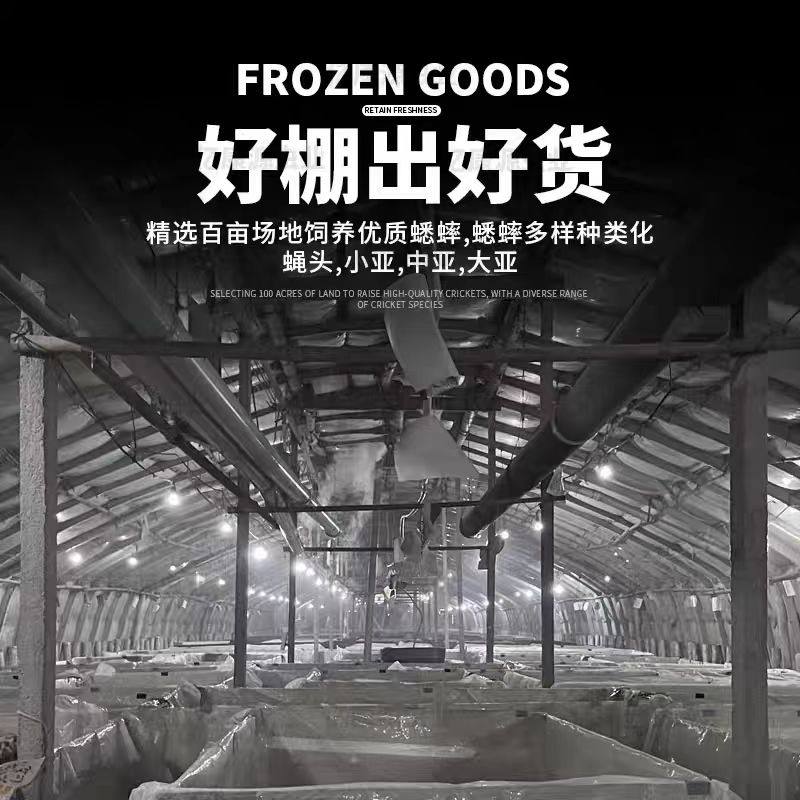 高蛋白宠物零食蟋蟀干爬宠蜥蜴守宫鸟龟通用天然无添加养殖场直发,淘宝优惠券,粉丝福利购,淘宝优惠卷
