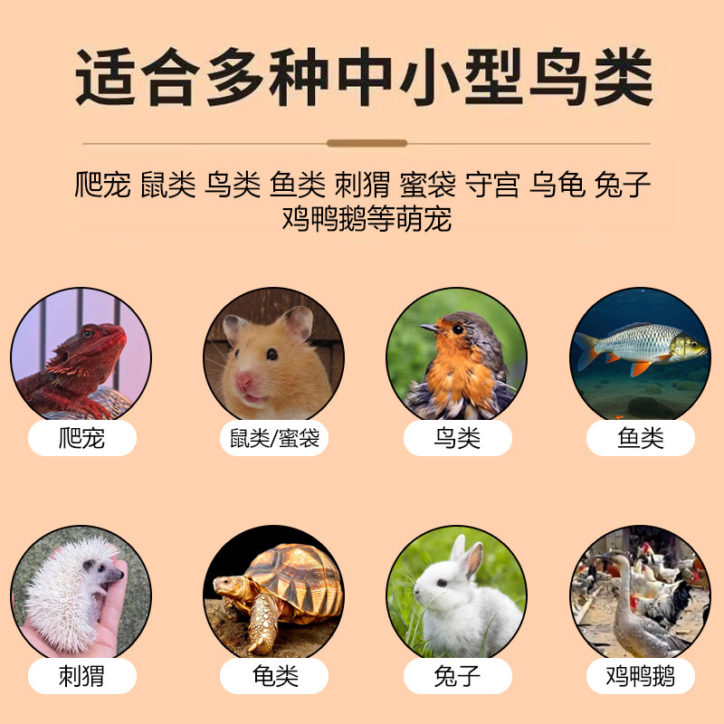 高蛋白宠物零食蟋蟀干爬宠蜥蜴守宫鸟龟通用天然无添加养殖场直发,淘宝优惠券,粉丝福利购,淘宝优惠卷