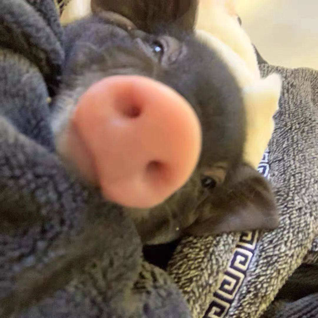 纯种泰国小香猪宠物长不大幼崽小型活体健康好养幼体家养迷你小猪,淘宝优惠券,粉丝福利购,淘宝优惠卷