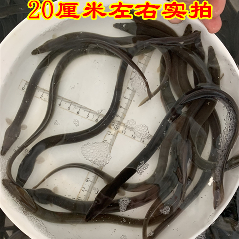 鳗鱼苗花鳗鱼苗白鳝河鳗苗鳗鲡苗青鳗苗顺丰活体包邮包活-图1