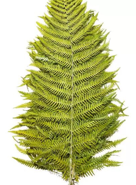 永生花蕨叶标本干花真叶diy花材婚庆布景橱窗软装摆设插花苔藓墙