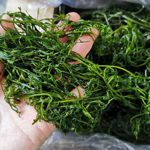 山东威海荣成盐渍马尾藻海藻海草鞭炮笋裙带菜海白菜凉拌火锅食材 - 图2