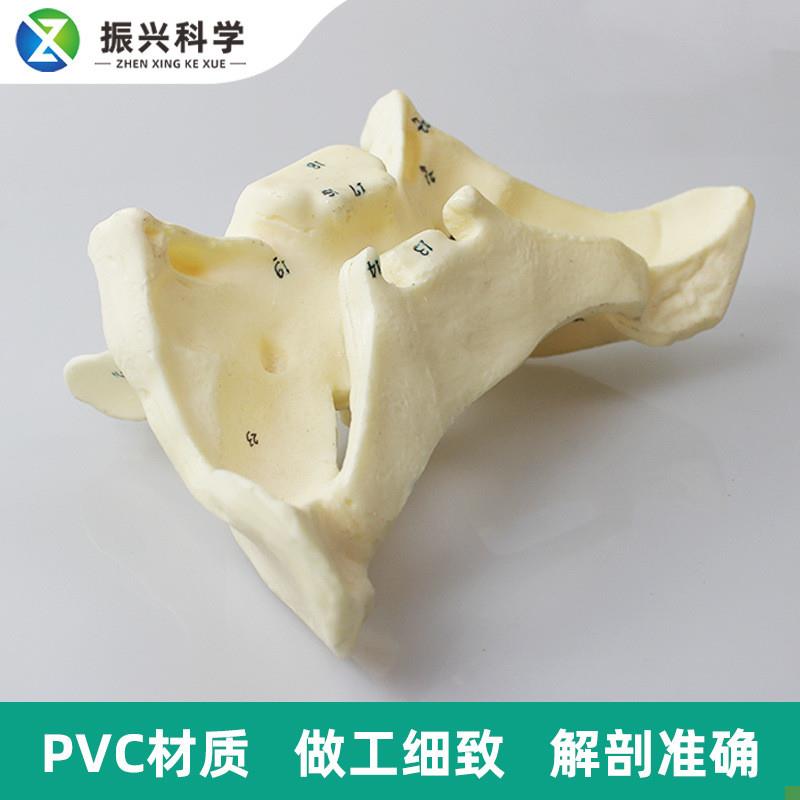 人体蝶骨放大标数字模型F教学解剖模型蝶骨模型 - 图0