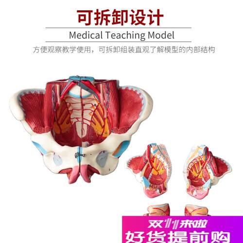 女性骨盆模型盆底肌带生殖器血管神经肌肉子宫人U体解剖教学骨盆 - 图1