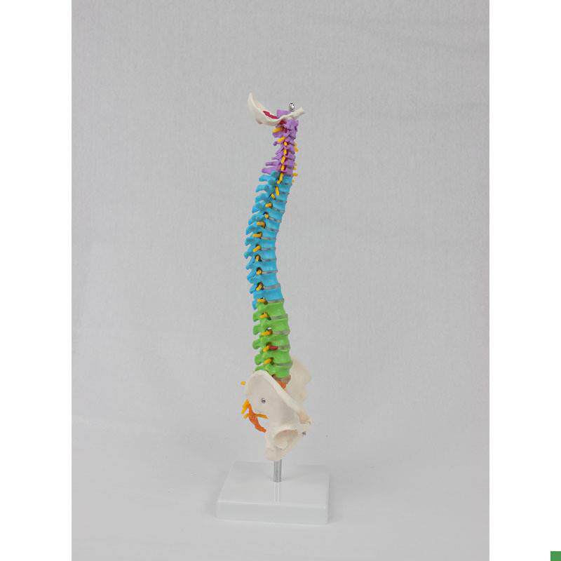 中型彩色脊椎带骨盆立式45CM脊椎颈椎骨骼X模型推拿骨科 - 图0