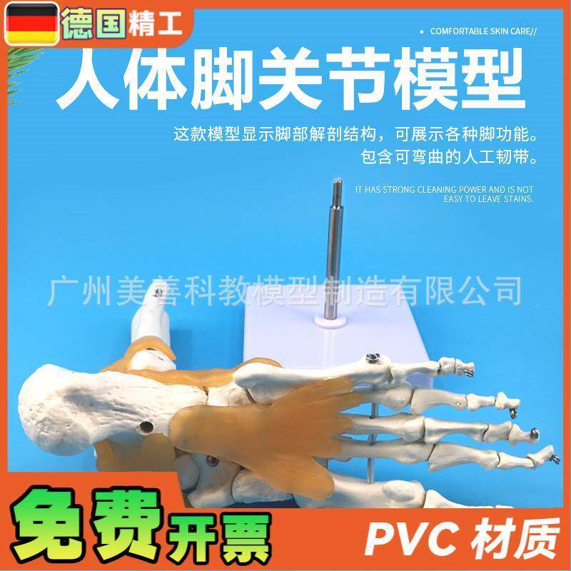 人体医学11人体踝o关节模型足关节脚关节手足外科教学模型 - 图1