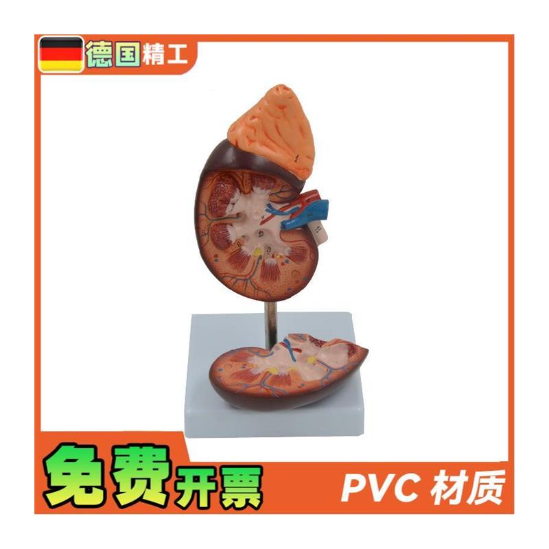 德国】PNT-0561-1肾解v剖教学模型肾解剖1.5倍放大附肾上腺教学模 - 图3