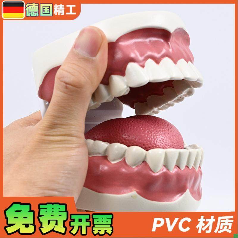 德国】1比1牙齿护理保健模型高级口腔清洁模型保健牙护.理教学模 - 图0