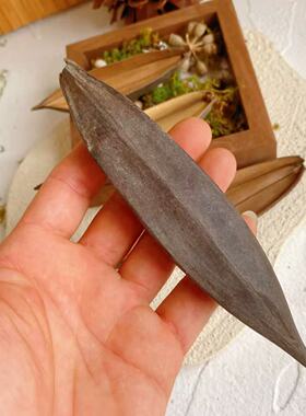 【火焰木】小船果荚壳整个文玩手工制作标本植物材料素材标本相框