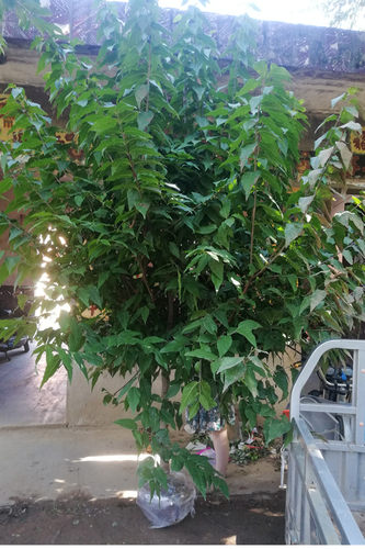 原生腊梅树苗庭院绿化绿植冬季开花浓香型原生腊梅花树苗 - 图1