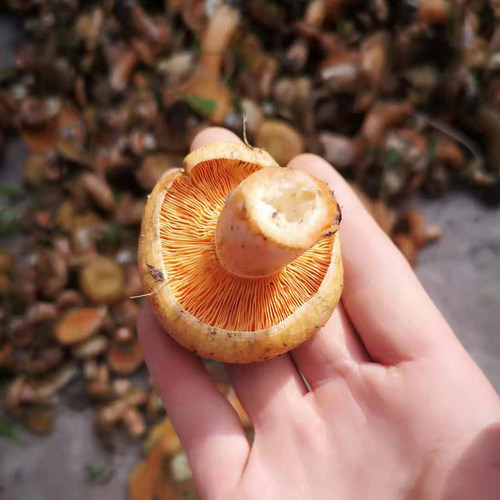 甘南野生松树菌铆钉菇松针菇琼毛菇丛树干菇黄丝菌重阳菇干货山野-图1