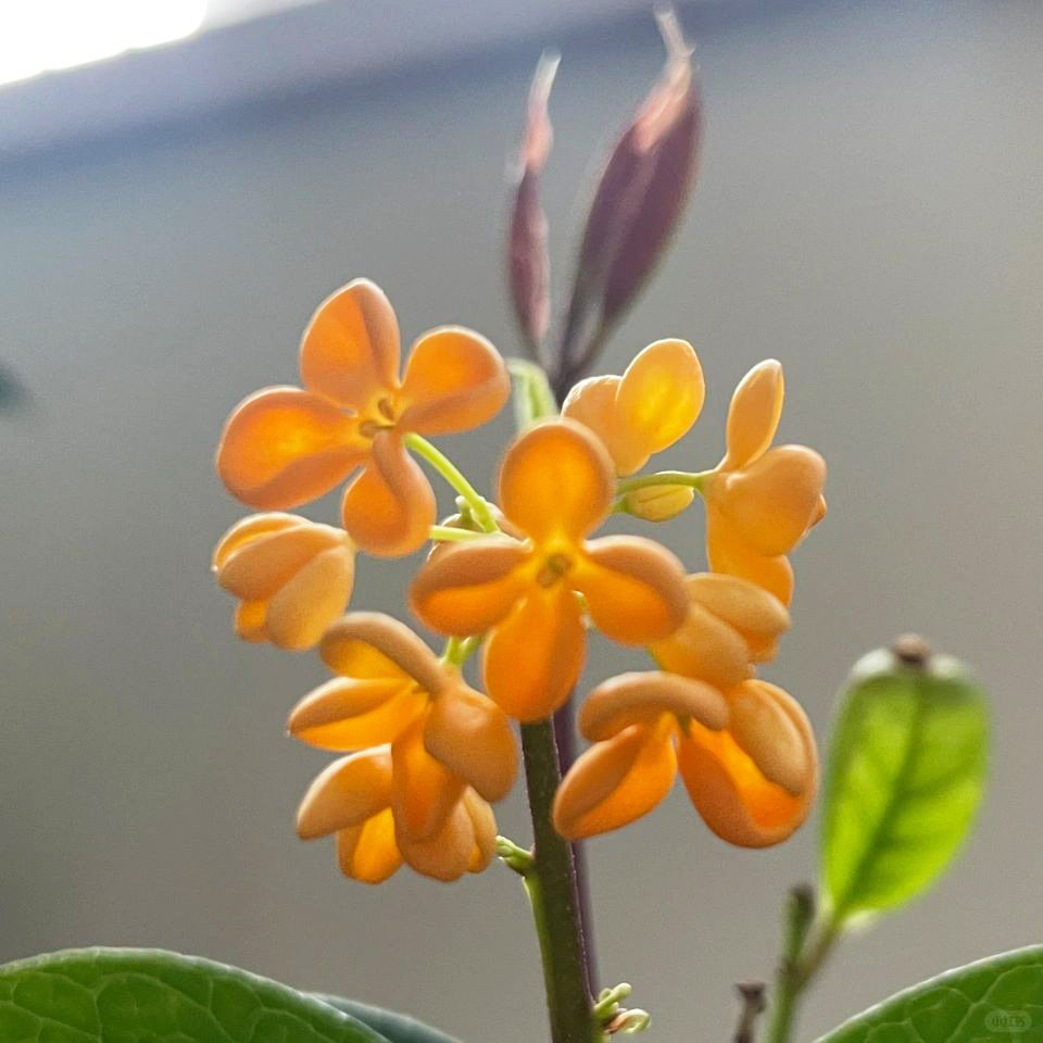 四季丹桂花盆景盆栽红天香绿植花卉四季开阳台室内日香桂花月桂,淘宝优惠券,粉丝福利购,淘宝优惠卷