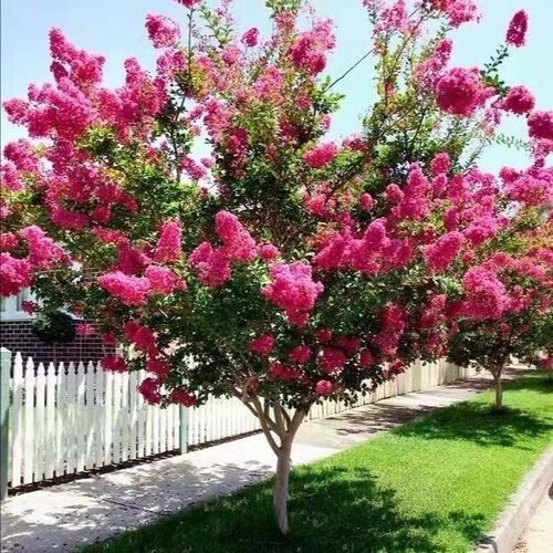 丛生紫薇树苗庭院种植大型紫薇花盆栽美国红火箭绿化风景树苗耐寒 - 图3