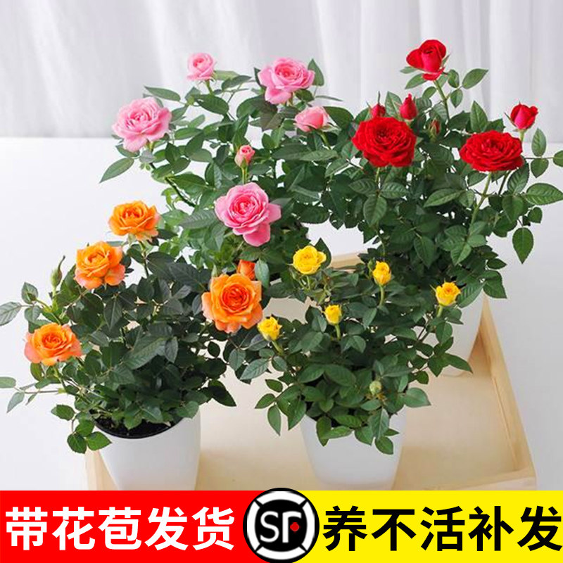 玫瑰花苗带花苞特大花月季花卉植物室内果汁阳台鲜花盆栽四季开花,淘宝优惠券,粉丝福利购,淘宝优惠卷