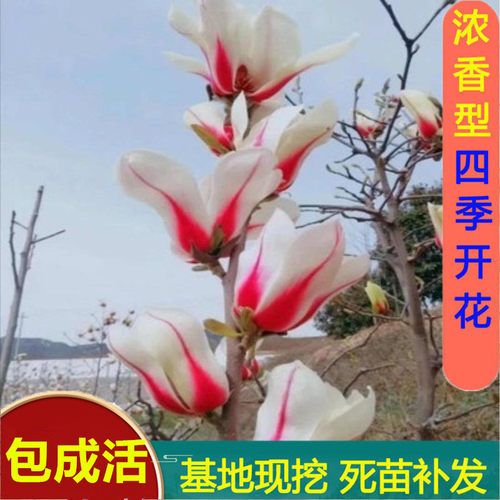 耐寒玉兰花树苗室外庭院绿化植物大花红玉兰黄玉兰紫玉兰容易成活 - 图3