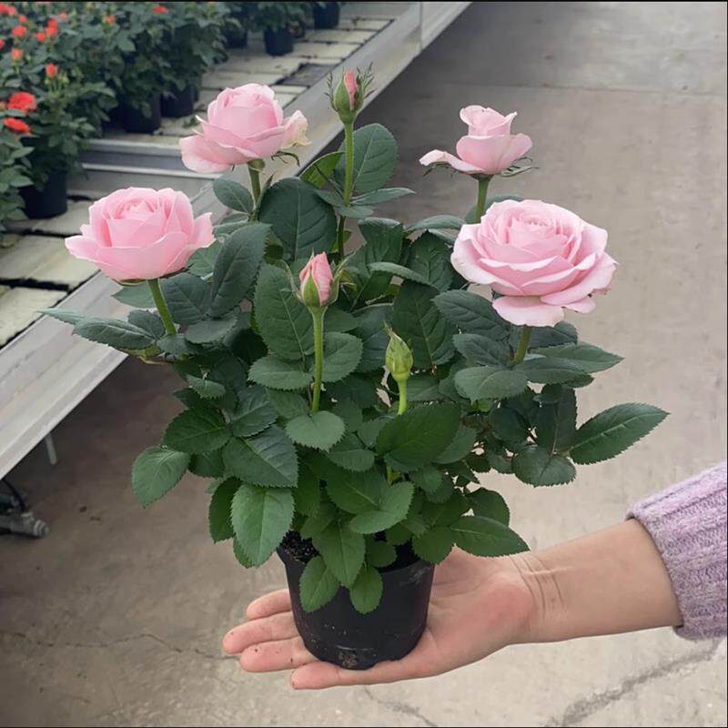 玫瑰花苗带花苞特大花月季花卉植物室内果汁阳台鲜花盆栽四季开花,淘宝优惠券,粉丝福利购,淘宝优惠卷