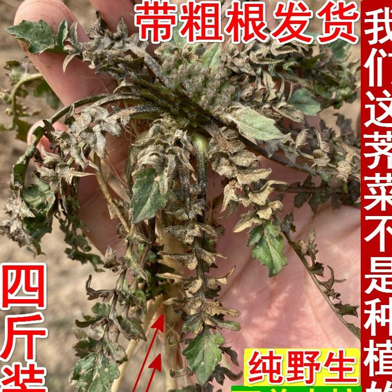 莒县露天过冬荠菜新鲜带根整棵饺子混沌馅不纯野生双倍赔净重四斤 - 图2